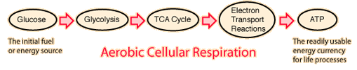 Aerobic Cell Respiration